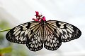 Idea Leuconoe Paper Kite vlinder vlinders butterfly butterflies papillon papillons